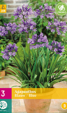 X 3 AGAPANTHUS BLAUW 1/2