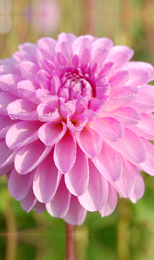 X 10 DAHLIA STOLZE VON BERLIN I