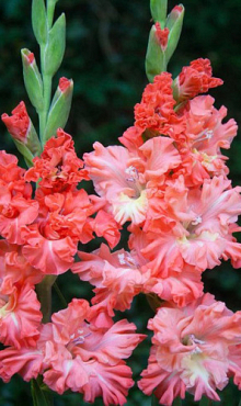 X 100 GLADIOLUS RIK'S FRIZZLE 12/14