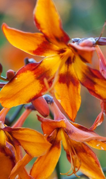 X 100 CROCOSMIA EMILY MCKENZIE 6/+