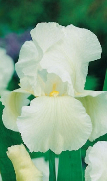 X 25 IRIS GERMANICA WHITE KNIGHT I