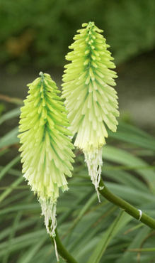 X 25 TRITOMA (KNIPHOFIA) ICE QUEEN I