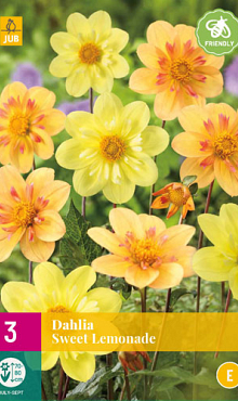 X 3 DAHLIA SWEET LEMONADE I