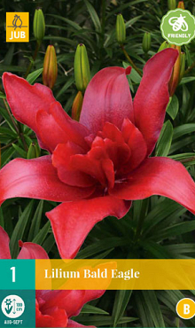 X 1 LILIUM BALD EAGLE 16/18