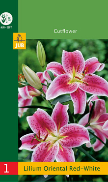 X   1 LILIUM ORIENTAL RED - WHITE 12/14