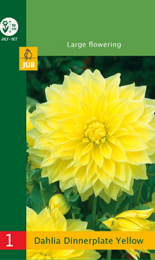 X 1 DAHLIA DINNERPLATE YELLOW I