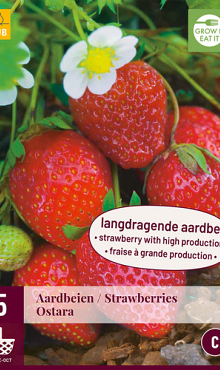X 5 FRAGARIA / AARDBEIEN OSTARA I