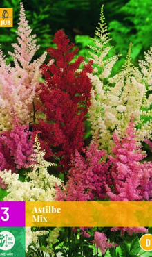 X 3 ASTILBE MIX 2/3