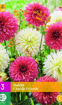 X 3 DAHLIA CUPIDO FRIENDS I