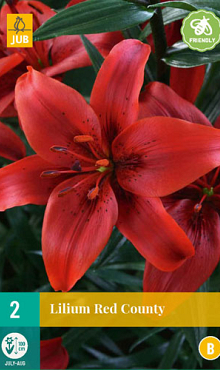 X 2 LILIUM RED COUNTY 14/16