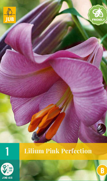 X 1 LILIUM PINK PERFECTION 16/18