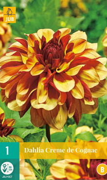 X 1 DAHLIA CREME DE COGNAC I
