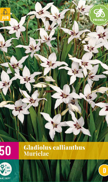 X 50 GLADIOLUS CALLIANTHUS MURIELAE 6/8
