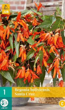 X 1 BEGONIA BOLIVIENSIS SANTA CRUZ 18/20