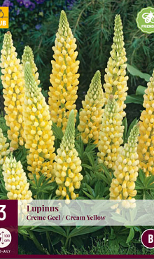 X 3 LUPINUS CREME-GEEL I