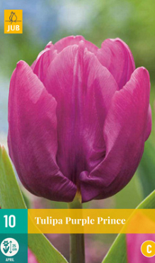 X 10 TULIPA PURPLE PRINCE 11/12