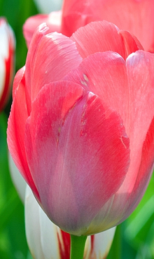 TULIPA VAN EIJK