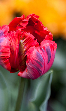 TULIPA SHINING PARROT