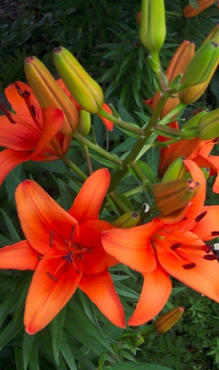 LILIUM AZIATISCH ORANJE