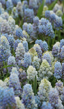 MUSCARI ARMENIACUM NATURE'S BEAUTY