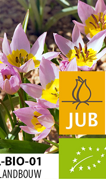 TULIPA SAXATILIS BIOLOGISCH