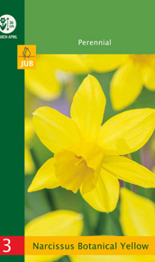 X   3 NARCISSUS BOTANICAL YELLOW 10/12