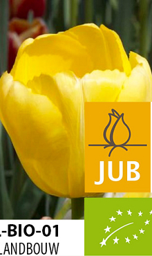 TULIPA NOVI SUN BIOLOGISCH