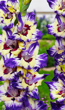 X 100 GLADIOLUS CIRCUS COLOR 12/14