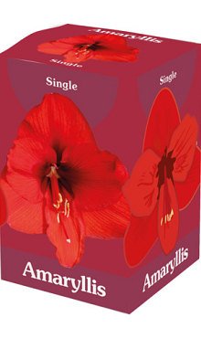 X 1 AMARYLLIS ROOD 28/30