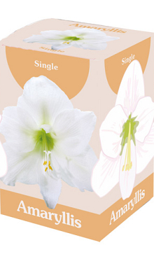 X 1 AMARYLLIS WIT 28/30