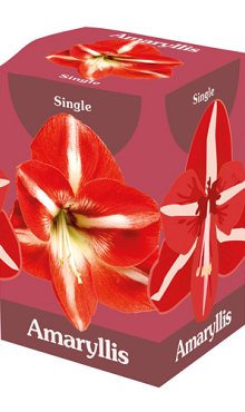 X 1 AMARYLLIS ROOD/WIT 28/30