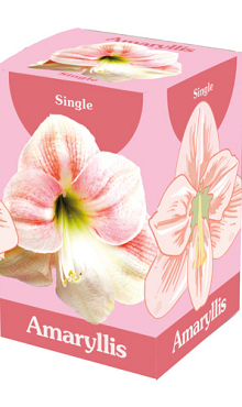 X 1 AMARYLLIS ROZE/WIT 28/30