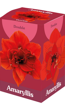 X 1 AMARYLLIS DUBBEL ROOD 28/30