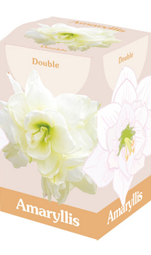X 1 AMARYLLIS DUBBEL WIT 28/30