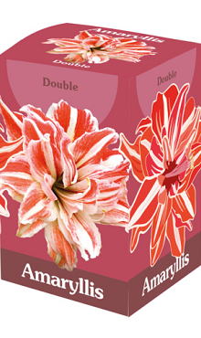 X 1 AMARYLLIS DUBBEL ROOD/WIT 28/30