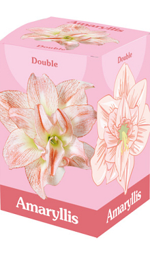 X 1 AMARYLLIS DUBBEL ROZE/WIT 28/30