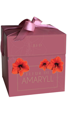 X 1 DOOSJE FLEUR D'AMARYLL RED 28/30