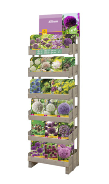 DISPLAY ALLIUM I