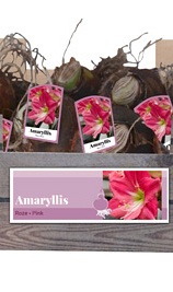 X 30 AMARYLLIS ROZE INCL. LABEL 32/34