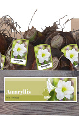 X 30 AMARYLLIS WIT INCL. LABEL 32/34
