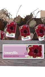 X 30 AMARYLLIS DONKERROOD INCL. LABEL 32/34