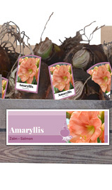 X 30 AMARYLLIS ZALM INCL. LABEL 32/34