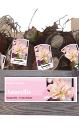 X 30 AMARYLLIS DUBBEL ROZE/WIT INCL. LABEL 32/34