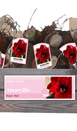 X 30 AMARYLLIS DUBBEL ROOD INCL. LABEL 32/34