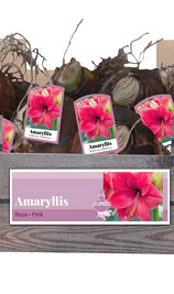 X 20 JUMBO AMARYLLIS ROZE INCL. LABEL 38/40