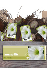X 20 JUMBO AMARYLLIS WIT INCL. LABEL 38/40