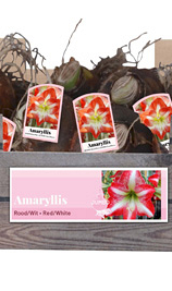 X 20 JUMBO AMARYLLIS ROOD/WIT INCL. LABEL 38/40