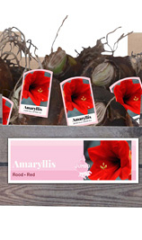 X 20 JUMBO AMARYLLIS ROOD INCL. LABEL 38/40