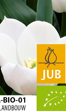 TULIPA ROYAL VIRGIN BIOLOGISCH