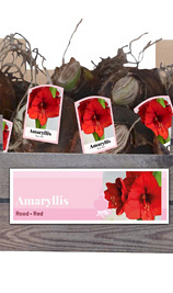 X 30 AMARYLLIS ROOD INCL. LABEL 32/34
